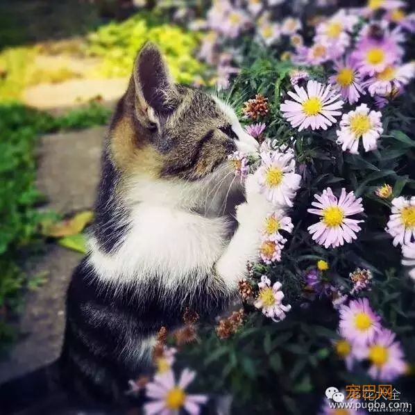 宠物与花草间的相爱相杀,笑哭啦~-1.jpeg