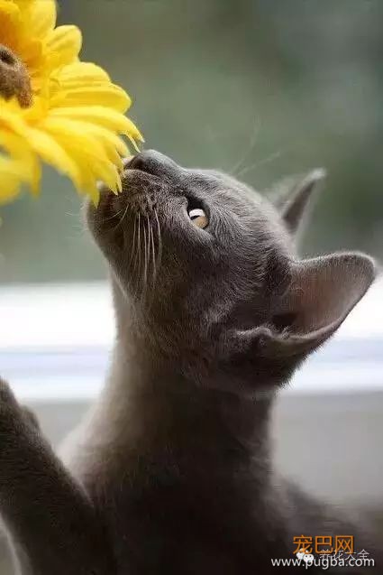宠物与花草间的相爱相杀,笑哭啦~-7.jpeg