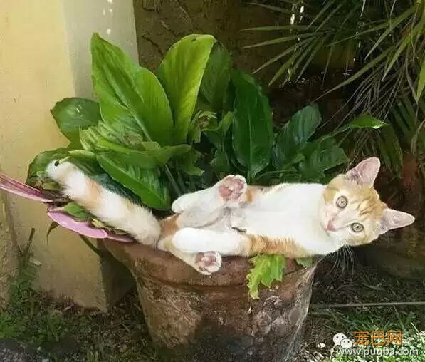 宠物与花草间的相爱相杀,笑哭啦~-12.jpeg