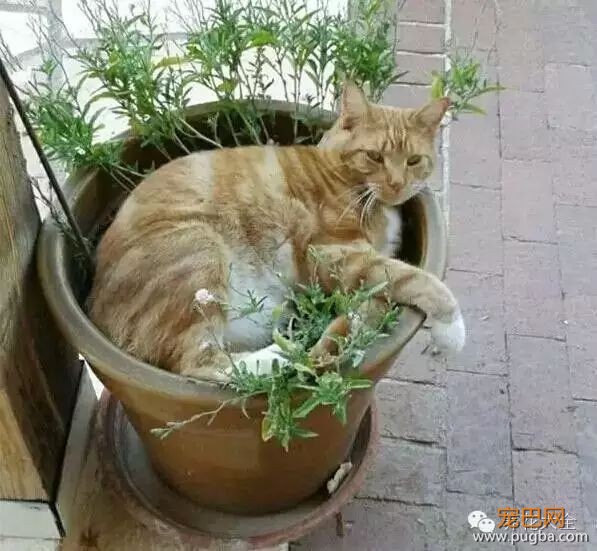 宠物与花草间的相爱相杀,笑哭啦~-18.jpeg