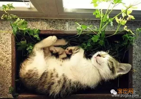 宠物与花草间的相爱相杀,笑哭啦~-20.jpeg