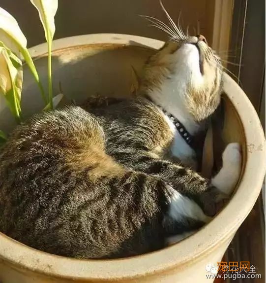 宠物与花草间的相爱相杀,笑哭啦~-23.jpeg