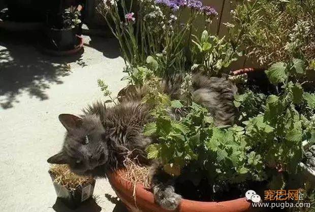 宠物与花草间的相爱相杀,笑哭啦~-24.jpeg