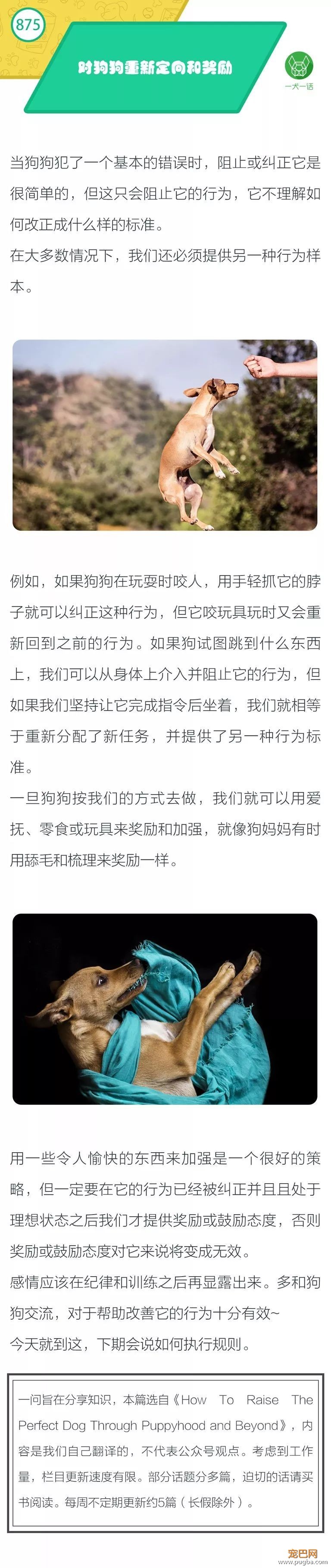 如何对狗狗进行重新定向和奖励？-1.jpeg