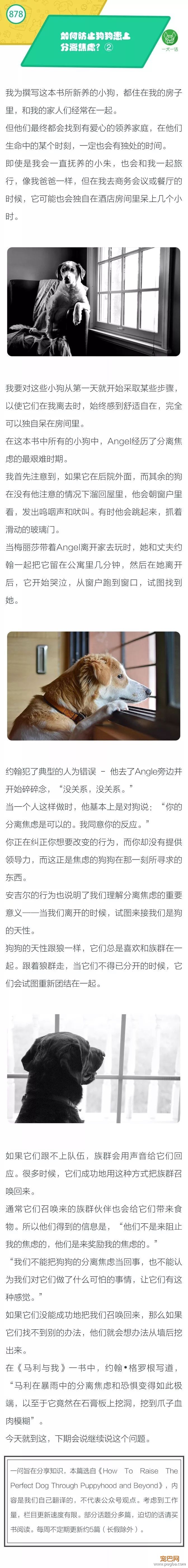如何防止狗狗患上分离焦虑？②-1.jpeg