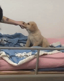 为什么我们要反对宿舍养狗？-12.gif