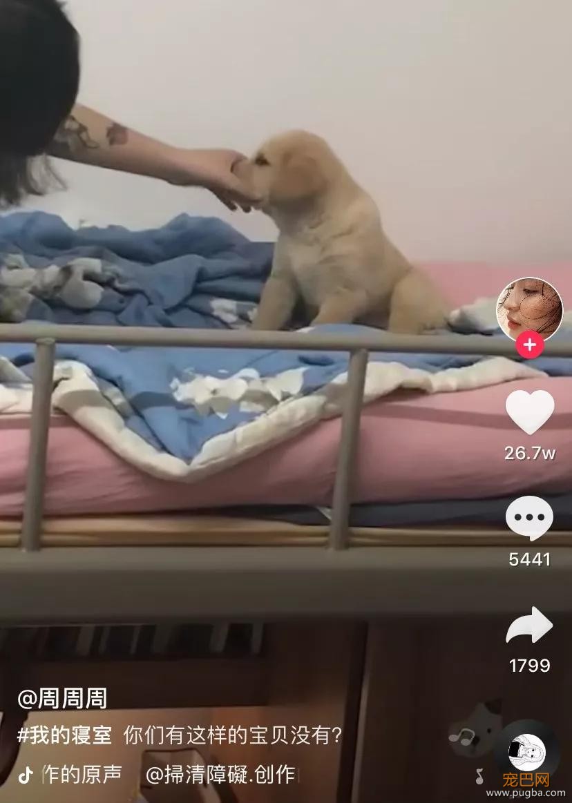 为什么我们要反对宿舍养狗？-13.jpg