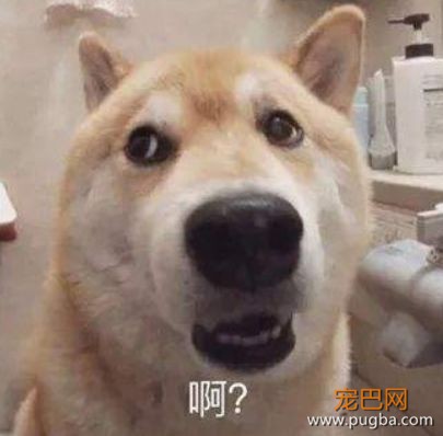 狗狗跟你再亲密，也不会告诉你的20个小秘密-1.jpeg