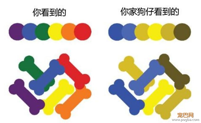狗狗跟你再亲密，也不会告诉你的20个小秘密-4.jpeg