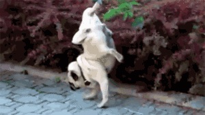 狗狗跟你再亲密，也不会告诉你的20个小秘密-13.gif