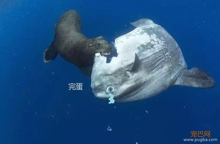 世界上最“笨”的物种，体内却带毒不亚于河豚，渔民捕到立马放生-3.jpg