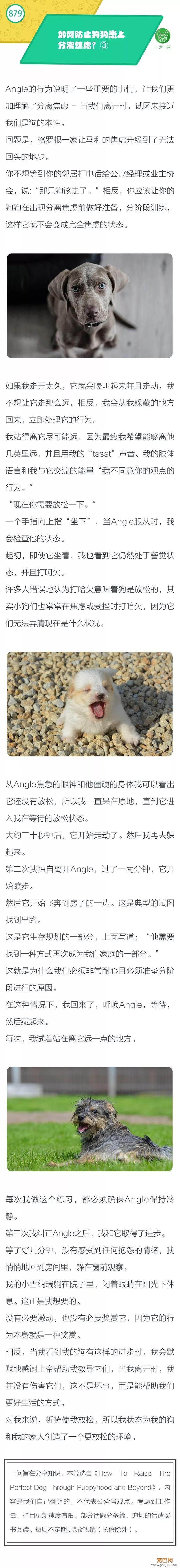 如何防止狗狗患上分离焦虑？③-1.jpeg