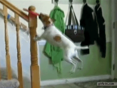那些被主人调戏的宠物们，智商真是丢家里忘带了-1.gif