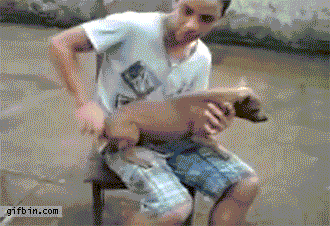 那些被主人调戏的宠物们，智商真是丢家里忘带了-3.gif