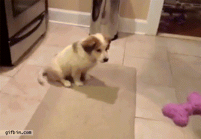 那些被主人调戏的宠物们，智商真是丢家里忘带了-9.gif