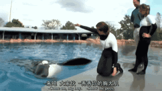 虎鲸表演的背后，是一双双血淋淋鼓掌的双手！-15.gif