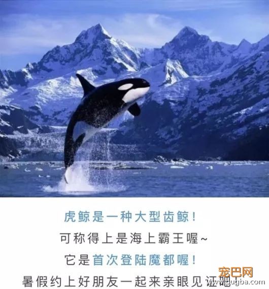 虎鲸表演的背后，是一双双血淋淋鼓掌的双手！-33.jpeg