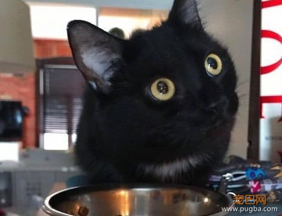 流浪猫赖上门，不久后生下四只猫，网友：“买一送四”，赚大了-1.jpeg