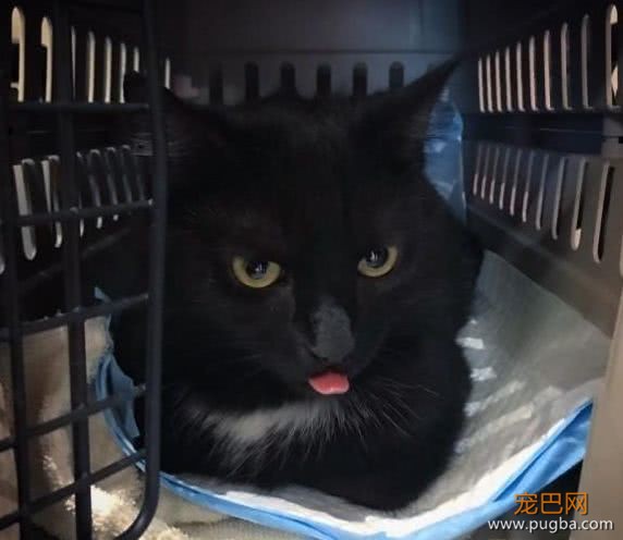 流浪猫赖上门，不久后生下四只猫，网友：“买一送四”，赚大了-3.jpeg