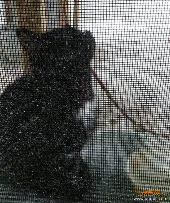 流浪猫赖上门，不久后生下四只猫，网友：“买一送四”，赚大了-2.jpeg