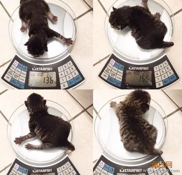 流浪猫赖上门，不久后生下四只猫，网友：“买一送四”，赚大了-5.jpeg