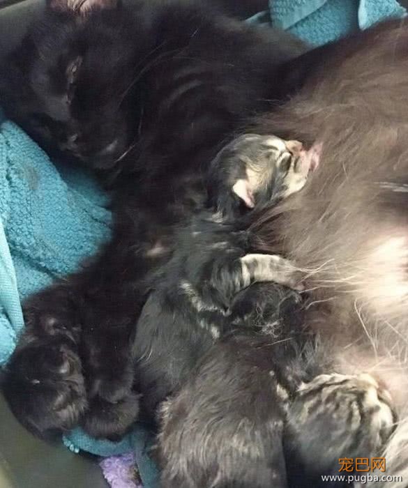 流浪猫赖上门，不久后生下四只猫，网友：“买一送四”，赚大了-6.jpeg