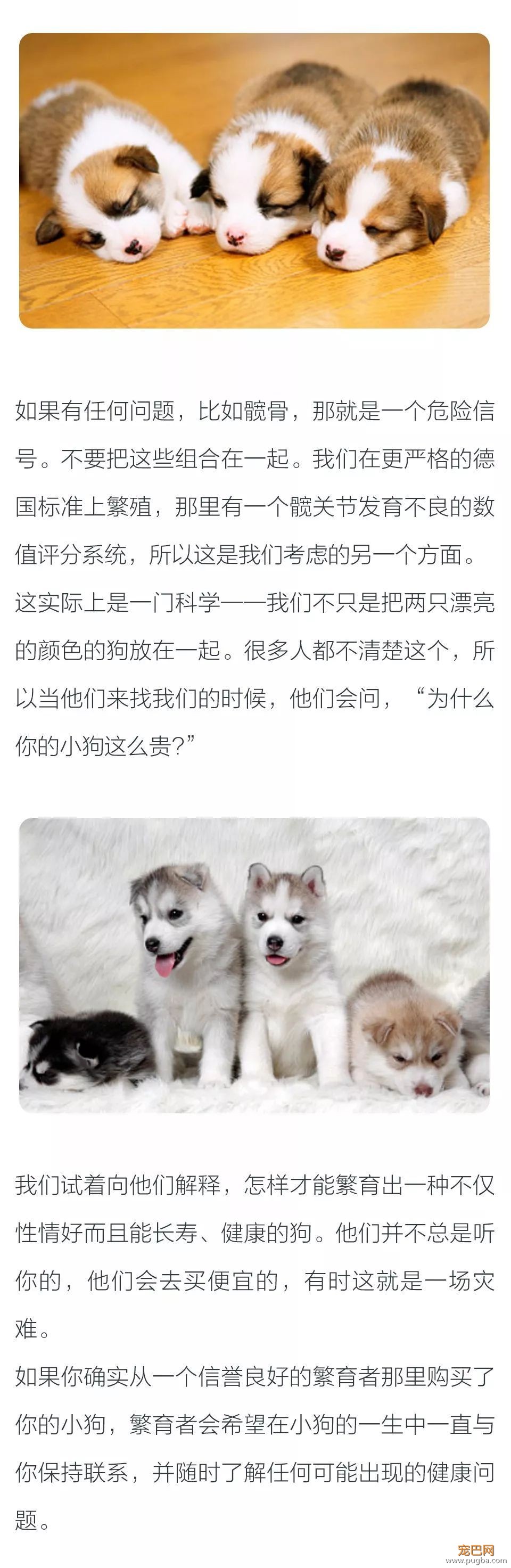 狗狗的健康从你的选择开始？-2.jpeg