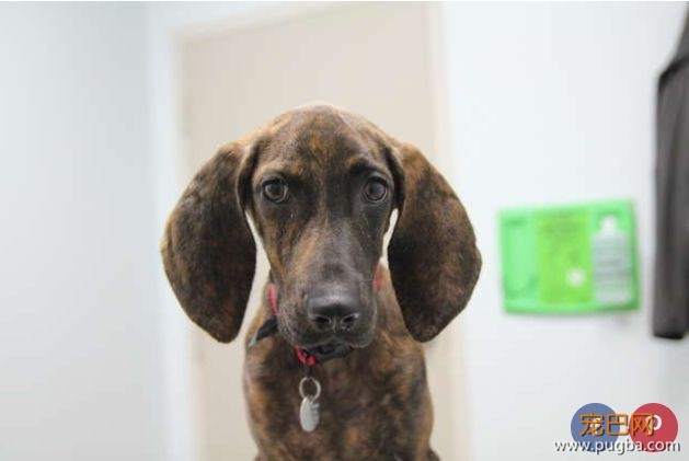 收容犬患病无人收留，却因为一个宝宝改变命运......-3.jpeg