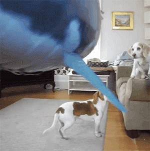 这家铲屎官天天装神弄鬼，狗都看烦了…-5.gif