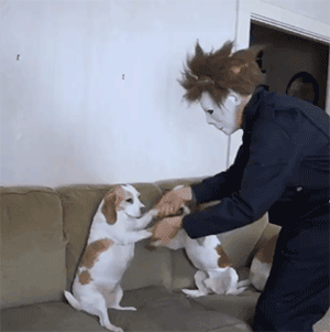 这家铲屎官天天装神弄鬼，狗都看烦了…-9.gif