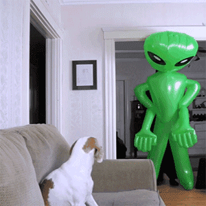 这家铲屎官天天装神弄鬼，狗都看烦了…-17.gif