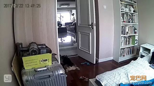 主人不在家的时候，宠物们就像过年了一样？！-6.jpeg