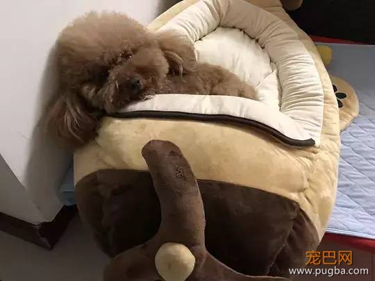 主人不在家的时候，宠物们就像过年了一样？！-12.jpeg