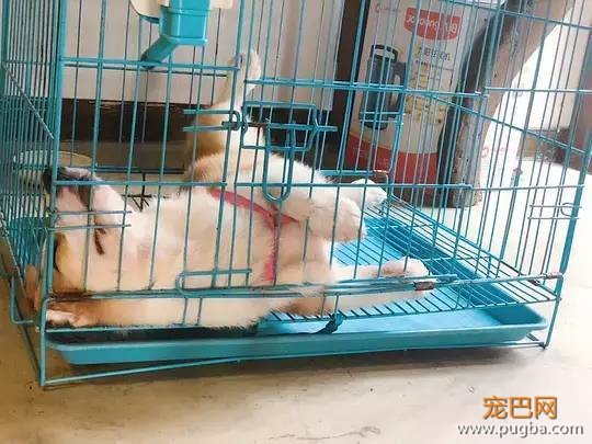 主人不在家的时候，宠物们就像过年了一样？！-13.jpeg
