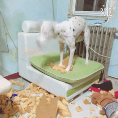 主人不在家的时候，宠物们就像过年了一样？！-16.gif