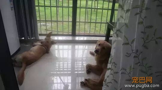 主人不在家的时候，宠物们就像过年了一样？！-20.jpeg