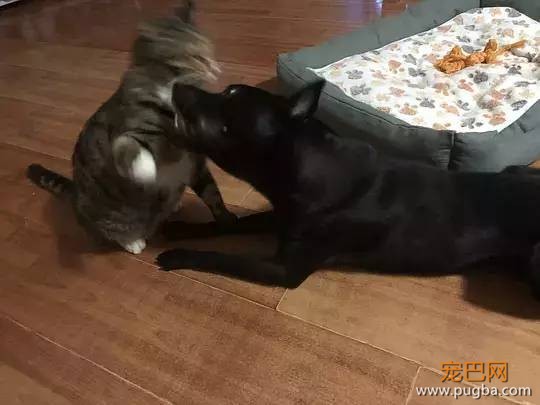 主人不在家的时候，宠物们就像过年了一样？！-24.jpeg