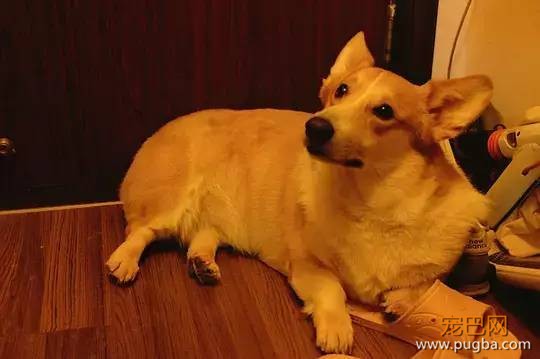 主人不在家的时候，宠物们就像过年了一样？！-28.jpeg