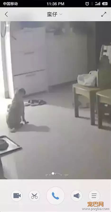 主人不在家的时候，宠物们就像过年了一样？！-30.jpeg
