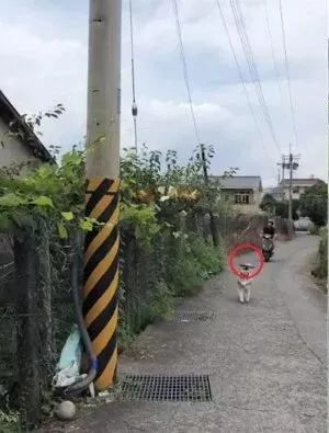 二哈只是出门散个步，结果被两只鸟追着啄了一路，心疼！-2.jpeg