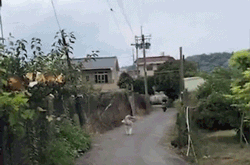 二哈只是出门散个步，结果被两只鸟追着啄了一路，心疼！-1.gif