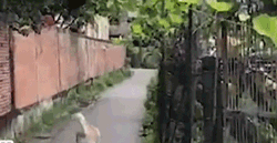 二哈只是出门散个步，结果被两只鸟追着啄了一路，心疼！-3.gif