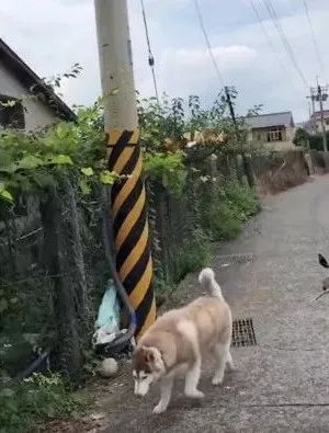 二哈只是出门散个步，结果被两只鸟追着啄了一路，心疼！-5.jpeg