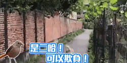 二哈只是出门散个步，结果被两只鸟追着啄了一路，心疼！-4.gif