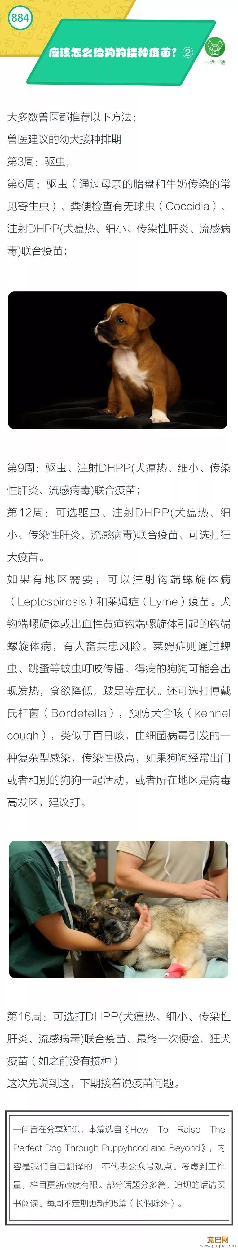 如何给狗狗接种疫苗？②-1.jpeg