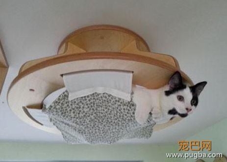 救命！这些搞笑奇葩设计终于对宠物们下手了！-13.jpeg
