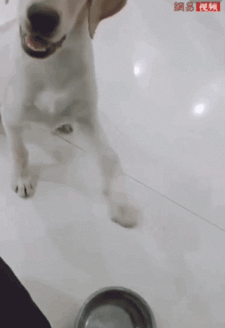饭点到了还不开饭？狗子怒摔饭碗：我要这破碗有何用！-1.gif