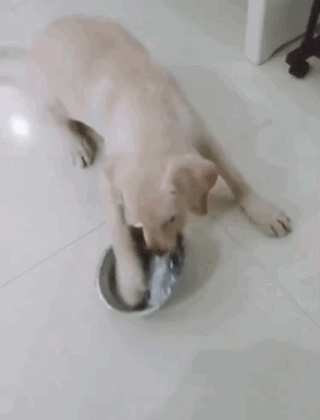 饭点到了还不开饭？狗子怒摔饭碗：我要这破碗有何用！-3.gif