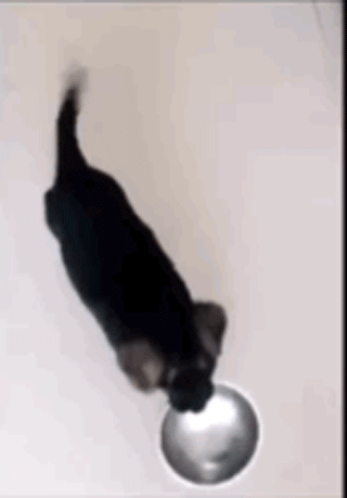 饭点到了还不开饭？狗子怒摔饭碗：我要这破碗有何用！-4.gif