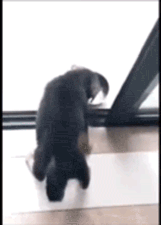 饭点到了还不开饭？狗子怒摔饭碗：我要这破碗有何用！-6.gif